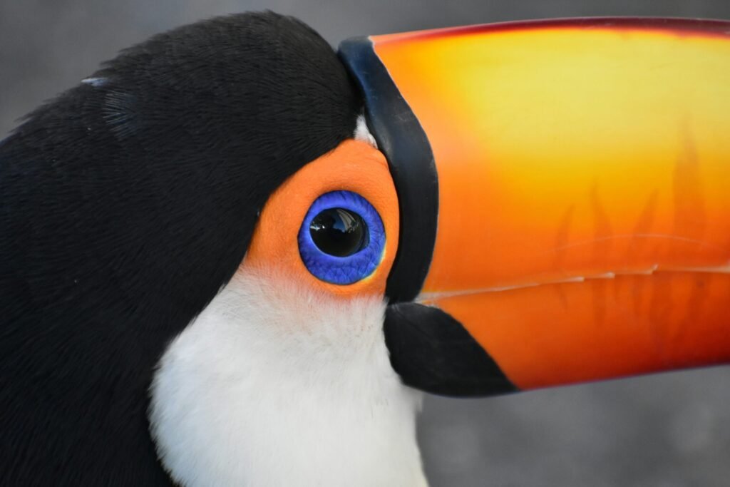 a bird with a yellow beak a bird with a yellow beak