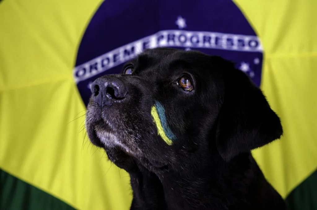 flag of Brazil behind a dog flag of Brazil behind a dog
